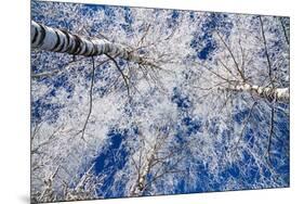 Winter Forest-Yanika-Mounted Photographic Print