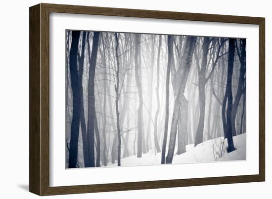 Winter Forest-Alexey Rumyantsev-Framed Photographic Print