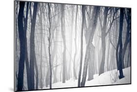 Winter Forest-Alexey Rumyantsev-Mounted Photographic Print