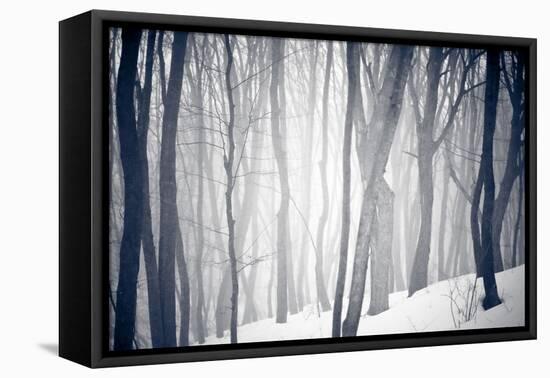 Winter Forest-Alexey Rumyantsev-Framed Stretched Canvas