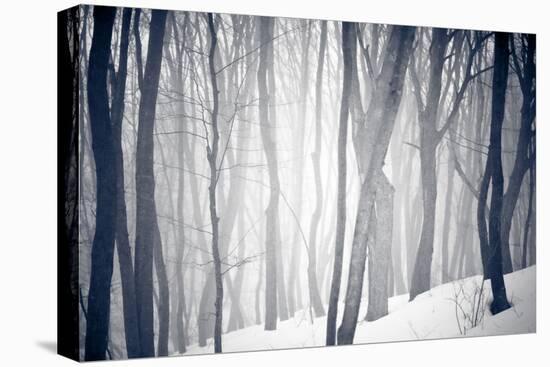 Winter Forest-Alexey Rumyantsev-Stretched Canvas