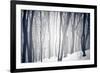 Winter Forest-Alexey Rumyantsev-Framed Photographic Print