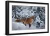 Winter Fox, 1904-Bruno Andreas Liljefors-Framed Giclee Print