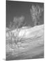 Winter Frost 1-Gordon Semmens-Mounted Photographic Print