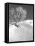 Winter Frost 2-Gordon Semmens-Framed Stretched Canvas