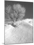 Winter Frost 2-Gordon Semmens-Mounted Photographic Print