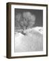 Winter Frost 2-Gordon Semmens-Framed Photographic Print