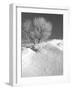 Winter Frost 2-Gordon Semmens-Framed Photographic Print