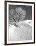 Winter Frost 2-Gordon Semmens-Framed Photographic Print