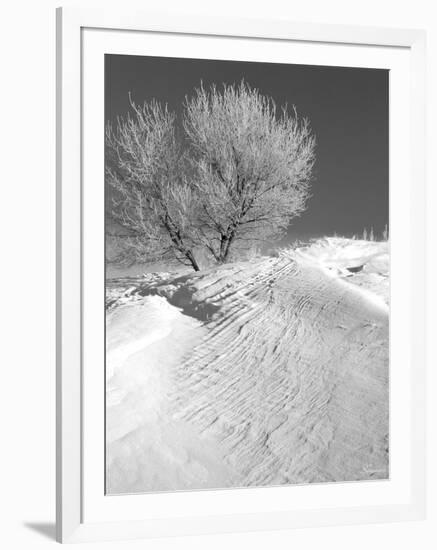 Winter Frost 2-Gordon Semmens-Framed Photographic Print