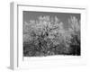 Winter Frost 4-Gordon Semmens-Framed Photographic Print