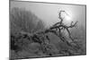 Winter Frost 5-Gordon Semmens-Mounted Photographic Print