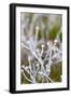 Winter Frost I-Erin Berzel-Framed Art Print