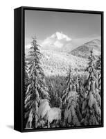 Winter Frost Trees on Mt. Hood, Mt Hood National Forest, Oregon, USA-Stuart Westmorland-Framed Stretched Canvas