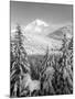 Winter Frost Trees on Mt. Hood, Mt Hood National Forest, Oregon, USA-Stuart Westmorland-Mounted Photographic Print