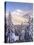 Winter Frost Trees on Mt. Hood, Mt Hood National Forest, Oregon, USA-Stuart Westmorland-Stretched Canvas