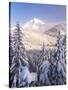 Winter Frost Trees on Mt. Hood, Mt Hood National Forest, Oregon, USA-Stuart Westmorland-Stretched Canvas