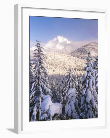 Winter Frost Trees on Mt. Hood, Mt Hood National Forest, Oregon, USA-Stuart Westmorland-Framed Premium Photographic Print
