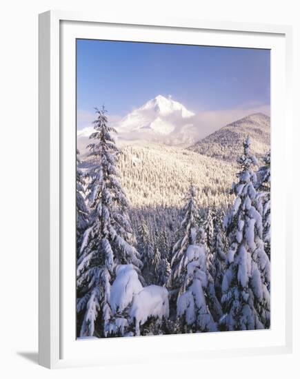 Winter Frost Trees on Mt. Hood, Mt Hood National Forest, Oregon, USA-Stuart Westmorland-Framed Premium Photographic Print