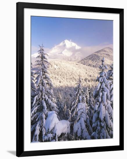 Winter Frost Trees on Mt. Hood, Mt Hood National Forest, Oregon, USA-Stuart Westmorland-Framed Photographic Print