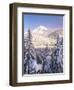 Winter Frost Trees on Mt. Hood, Mt Hood National Forest, Oregon, USA-Stuart Westmorland-Framed Photographic Print