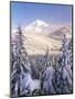 Winter Frost Trees on Mt. Hood, Mt Hood National Forest, Oregon, USA-Stuart Westmorland-Mounted Photographic Print