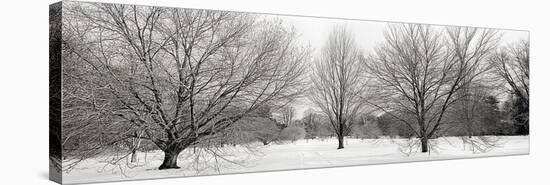 Winter Garden #1-Alan Blaustein-Stretched Canvas