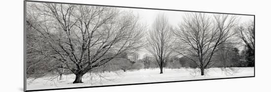 Winter Garden #1-Alan Blaustein-Mounted Photographic Print