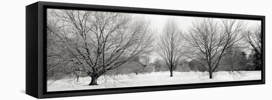 Winter Garden #1-Alan Blaustein-Framed Stretched Canvas