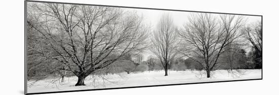 Winter Garden I-Alan Blaustein-Mounted Photographic Print