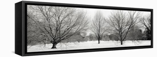 Winter Garden I-Alan Blaustein-Framed Stretched Canvas