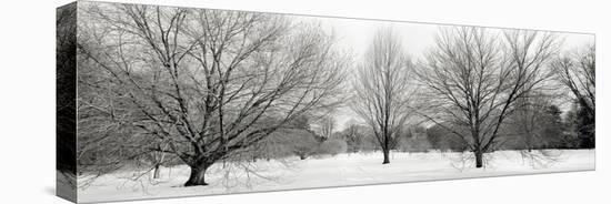 Winter Garden I-Alan Blaustein-Stretched Canvas