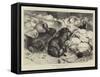 Winter Gardeners-Harrison William Weir-Framed Stretched Canvas