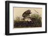 Winter Hawk-John James Audubon-Framed Giclee Print