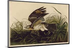 Winter Hawk-John James Audubon-Mounted Giclee Print