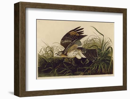 Winter Hawk-John James Audubon-Framed Art Print