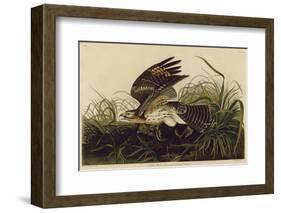 Winter Hawk-John James Audubon-Framed Art Print