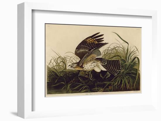 Winter Hawk-John James Audubon-Framed Art Print