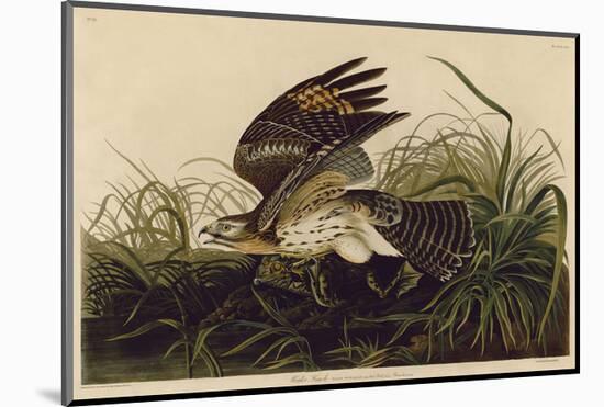 Winter Hawk-John James Audubon-Mounted Art Print