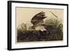 Winter Hawk-John James Audubon-Framed Art Print