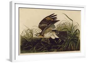 Winter Hawk-John James Audubon-Framed Art Print