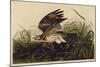 Winter Hawk-John James Audubon-Mounted Art Print