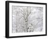 Winter Hush I-Doug Chinnery-Framed Photographic Print