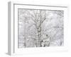 Winter Hush I-Doug Chinnery-Framed Photographic Print