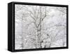 Winter Hush I-Doug Chinnery-Framed Stretched Canvas