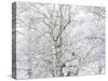 Winter Hush I-Doug Chinnery-Stretched Canvas