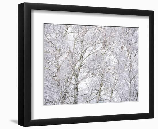 Winter Hush II-Doug Chinnery-Framed Premium Photographic Print