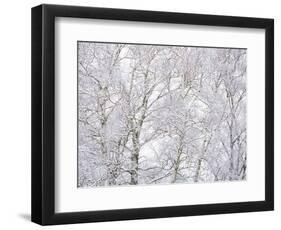 Winter Hush II-Doug Chinnery-Framed Premium Photographic Print