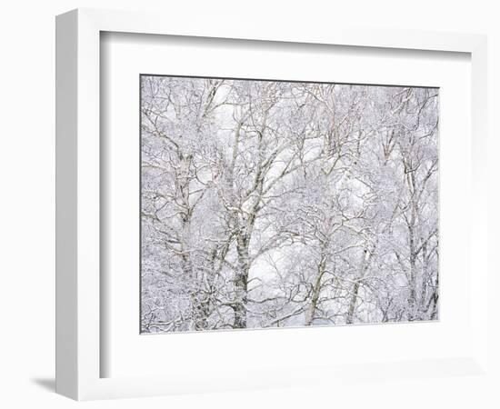 Winter Hush II-Doug Chinnery-Framed Premium Photographic Print