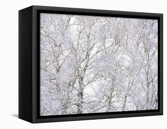 Winter Hush II-Doug Chinnery-Framed Stretched Canvas